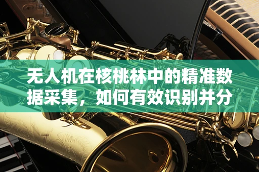无人机在核桃林中的精准数据采集，如何有效识别并分析核桃的成熟度？