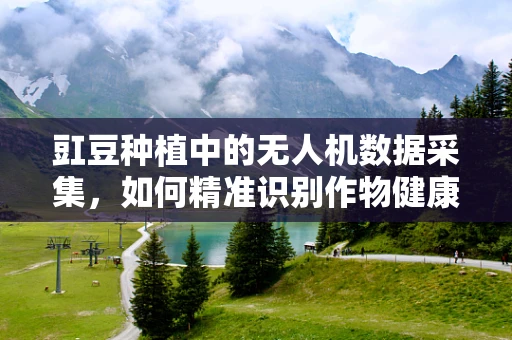豇豆种植中的无人机数据采集，如何精准识别作物健康状态？
