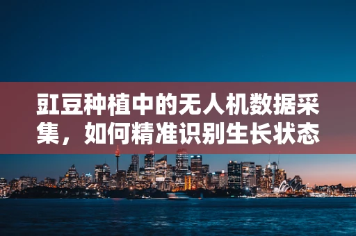 豇豆种植中的无人机数据采集，如何精准识别生长状态？