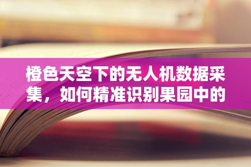 橙色天空下的无人机数据采集，如何精准识别果园中的金果？