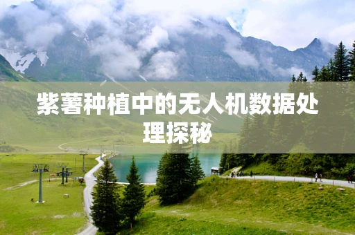 紫薯种植中的无人机数据处理探秘